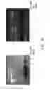 Fig. 11 - Determination of methylation state and chromatin structure of target genetic loci