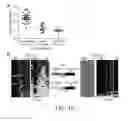 Fig. 24 - Determination of methylation state and chromatin structure of target genetic loci