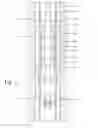 Fig. 11 - Methods and apparatus related to an expandable port collar