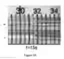 Fig. 20 - HIGH-PERFORMANCE, LOW-VOLTAGE ELECTROOSMOTIC PUMPS WITH MOLECULARLY THIN NANOMEMBRANES