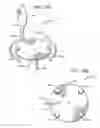 Fig. 50 - Electric lighting devices having a movable flame-shaped piece with a hollow interior