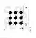 Fig. 09 - Explosive matrix assembly