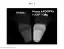 Fig. 07 - Fluorescent probe sensing tyrosine kinase and use thereof