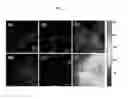 Fig. 15 - Fluorescent probe sensing tyrosine kinase and use thereof