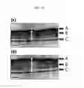 Fig. 17 - Fluorescent probe sensing tyrosine kinase and use thereof