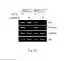 Fig. 03 - Methods for identifying agents useful for modulating the expression and aggregation of CAG-expanded gene product in cells