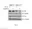 Fig. 05 - Methods for identifying agents useful for modulating the expression and aggregation of CAG-expanded gene product in cells