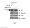 Fig. 06 - Methods for identifying agents useful for modulating the expression and aggregation of CAG-expanded gene product in cells