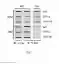 Fig. 09 - Methods for identifying agents useful for modulating the expression and aggregation of CAG-expanded gene product in cells
