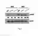 Fig. 10 - Methods for identifying agents useful for modulating the expression and aggregation of CAG-expanded gene product in cells