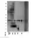 Fig. 06 - Antibody-nanoparticle conjugates and methods for making and using such conjugates