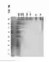 Fig. 07 - Antibody-nanoparticle conjugates and methods for making and using such conjugates