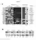 Fig. 09 - COMPOSITIONS AND METHODS FOR DETECTING AND TREATING GLIOBLASTOMA