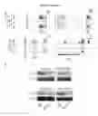 Fig. 24 - COMPOSITIONS AND METHODS FOR DETECTING AND TREATING GLIOBLASTOMA