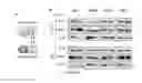Fig. 03 - PROGNOSIS AND PREDICTIVE BIOMARKERS AND BIOLOGICAL APPLICATIONS THEREOF