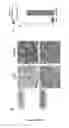 Fig. 09 - PROGNOSIS AND PREDICTIVE BIOMARKERS AND BIOLOGICAL APPLICATIONS THEREOF