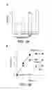 Fig. 04 - Compositions, methods, and assays using proteo-liposome-transfected oocytes for analyzing the structure, function, and activity of membrane proteins