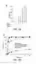 Fig. 11 - Compositions, methods, and assays using proteo-liposome-transfected oocytes for analyzing the structure, function, and activity of membrane proteins