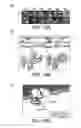 Fig. 18 - Compositions, methods, and assays using proteo-liposome-transfected oocytes for analyzing the structure, function, and activity of membrane proteins
