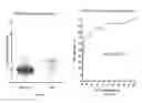 Fig. 04 - Biomarkers related to kidney function and methods using the same