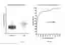 Fig. 05 - Biomarkers related to kidney function and methods using the same