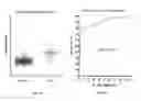 Fig. 06 - Biomarkers related to kidney function and methods using the same