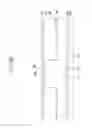 Fig. 48 - Liquid crystal display and manufacturing method thereof