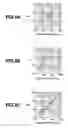 Fig. 09 - Evaluation method of defect size of photomask blank, selection method, and manufacturing method