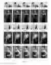 Fig. 05 - Automatic, computer-based detection of triangular compositions in digital photographic images