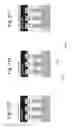 Fig. 16 - Word line dependent two strobe sensing mode for nonvolatile storage elements