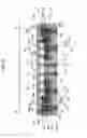 Fig. 10 - LAMINATED SUBSTRATE AND METHOD FOR MANUFACTURING LAMINATED SUBSTRATE