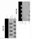 Fig. 07 - Semiconductor structure with inhomogeneous regions