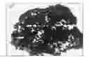 Fig. 01 - CARBON ADDITIVES FOR NEGATIVE ELECTRODES