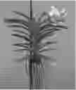 Fig. 01 - Vanda plant named SPCDW1403