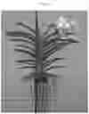 Fig. 02 - Vanda plant named SPCDW1403
