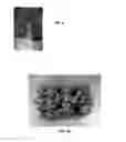 Fig. 06 - System for Plant Development
