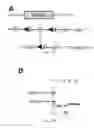 Fig. 02 - COMPOSITIONS AND METHODS FOR THE STUDY AND TREATMENT OF ACUTE KIDNEY INJURY