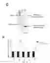 Fig. 03 - COMPOSITIONS AND METHODS FOR THE STUDY AND TREATMENT OF ACUTE KIDNEY INJURY