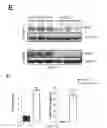 Fig. 04 - COMPOSITIONS AND METHODS FOR THE STUDY AND TREATMENT OF ACUTE KIDNEY INJURY