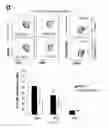 Fig. 07 - COMPOSITIONS AND METHODS FOR THE STUDY AND TREATMENT OF ACUTE KIDNEY INJURY