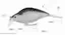 Fig. 01 - FISHING LURE
