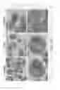 Fig. 25 - Doped metal oxide nanoparticles of and uses thereof