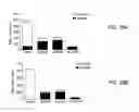 Fig. 28 - Doped metal oxide nanoparticles of and uses thereof