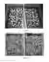 Fig. 05 - ENHANCEMENT AND CONTROL OF SEED GERMINATION WITH COMPOSITIONS COMPRISING A TRANSITION METAL CATALYST AND AN OXIDANT