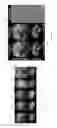 Fig. 08 - Methods and systems for quantitative brain assessment