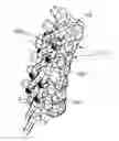 Fig. 01 - Spinal fixation member