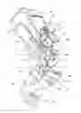 Fig. 01 - Orthopedic device having a dynamic control system