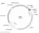 Fig. 01 - USE OF PEDF IN AN ENCAPSULATED CELL-BASED DELIVERY SYSTEM