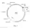 Fig. 02 - USE OF PEDF IN AN ENCAPSULATED CELL-BASED DELIVERY SYSTEM