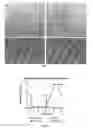 Fig. 03 - Methods of using microneedle vaccine formulations to elicit in animals protective immunity against rabies virus
